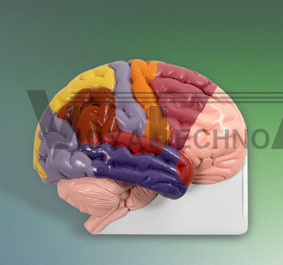 Pocket Brain Model